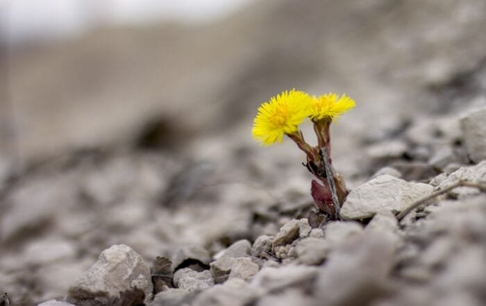 Growing Pains