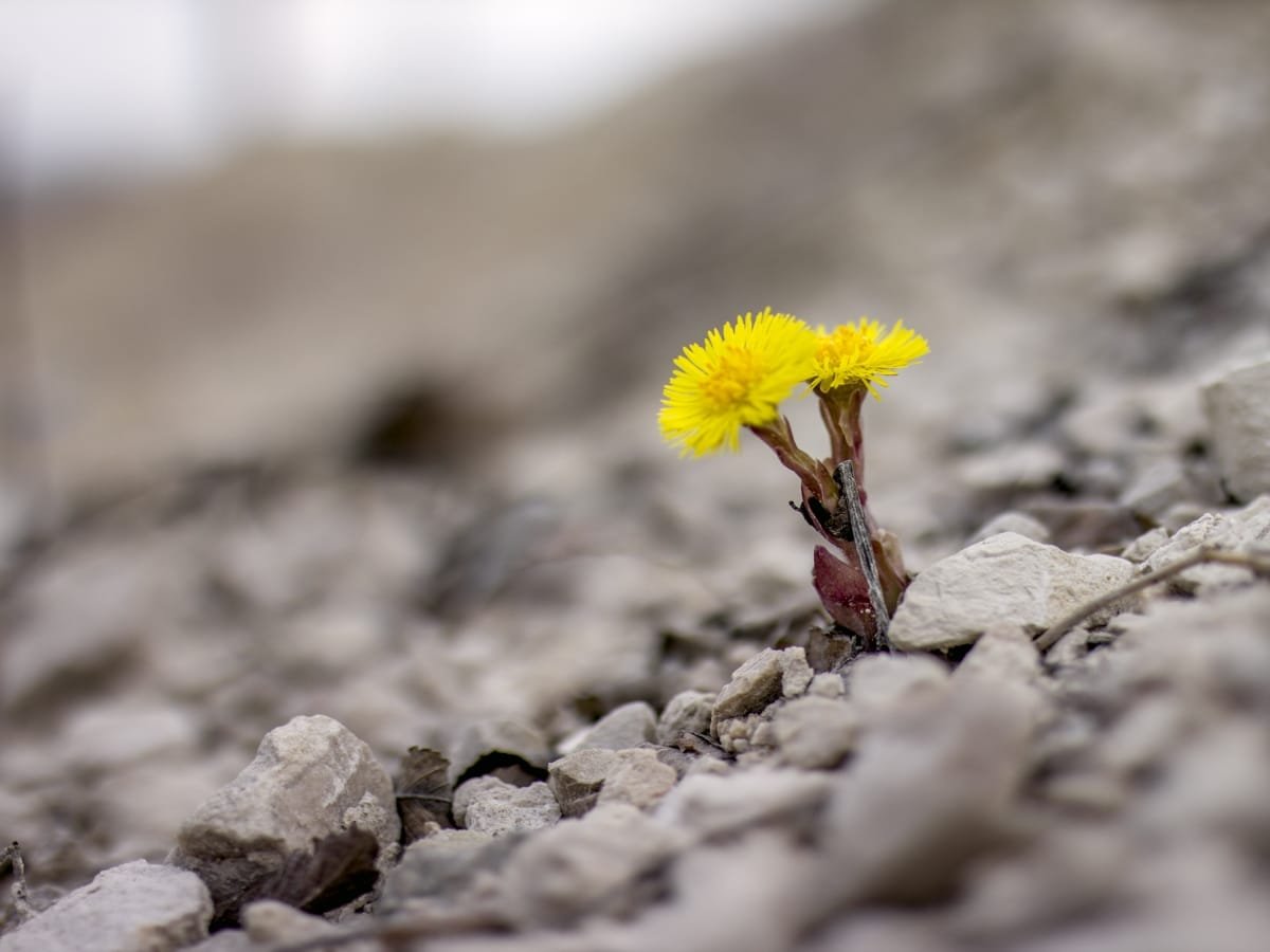 Growing Pains